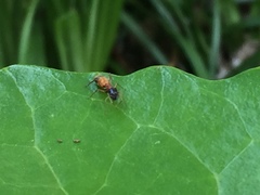 Myrmarachne elongata