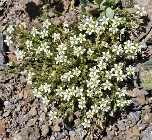 Sabulina nuttallii, 2026-07-28