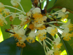 Calophyllum soulattri