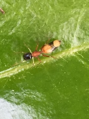 Myrmarachne elongata