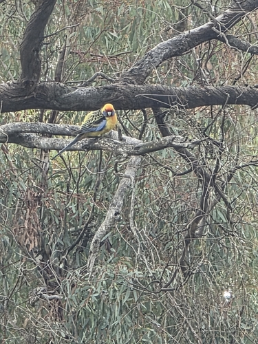 Crimson Rosella