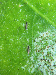 Heliothrips haemorrhoidalis