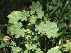 Malva nicaeensis
