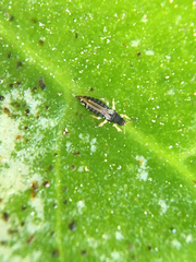 Heliothrips haemorrhoidalis