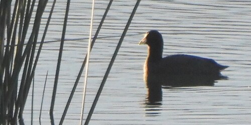 White-winged Coot