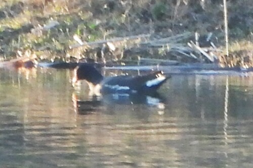 Common Gallinule