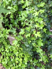 Hedera helix