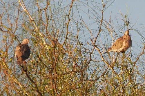 Eared Dove