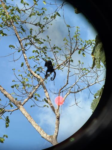 Amazon Black Howler Monkey