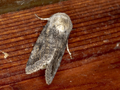 Amphipyrinae