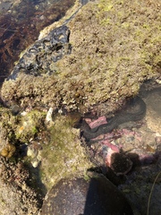 Gymnothorax mordax
