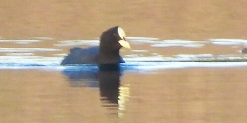 Red-gartered Coot