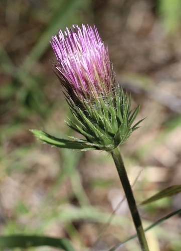 iNaturalist observation photo of Anderson's thistle