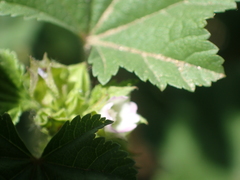 Malva nicaeensis