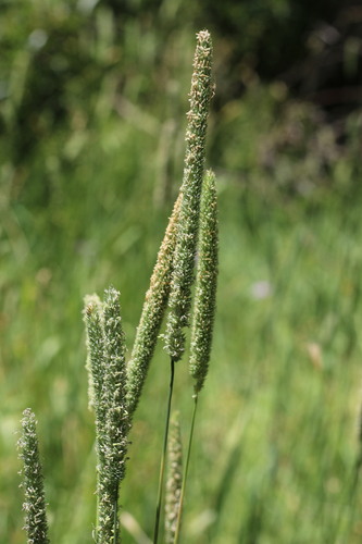 iNaturalist observation photo of Timothy grass