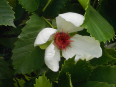 Dillenia philippinensis