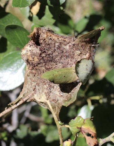 iNaturalist observation photo of Western Tent Caterpillar Moth
