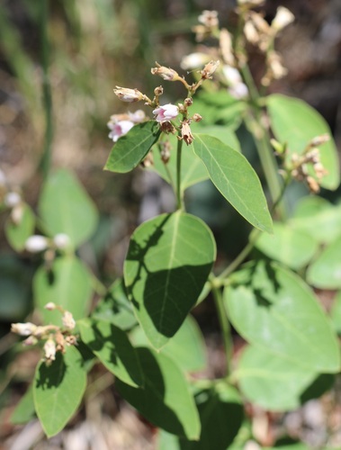 iNaturalist observation photo of spreading dogbane