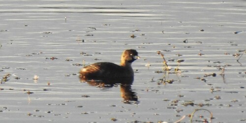 Pied-billed Grebe