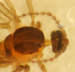 Micromyinae