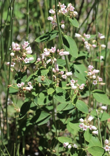 iNaturalist observation photo of spreading dogbane
