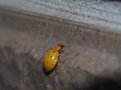 Harmonia sedecimnotata