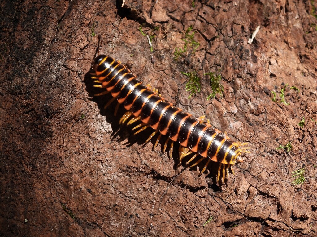 Northern Appalachian Cherry Millipede