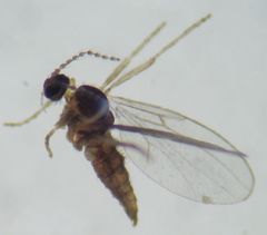 Micromyinae