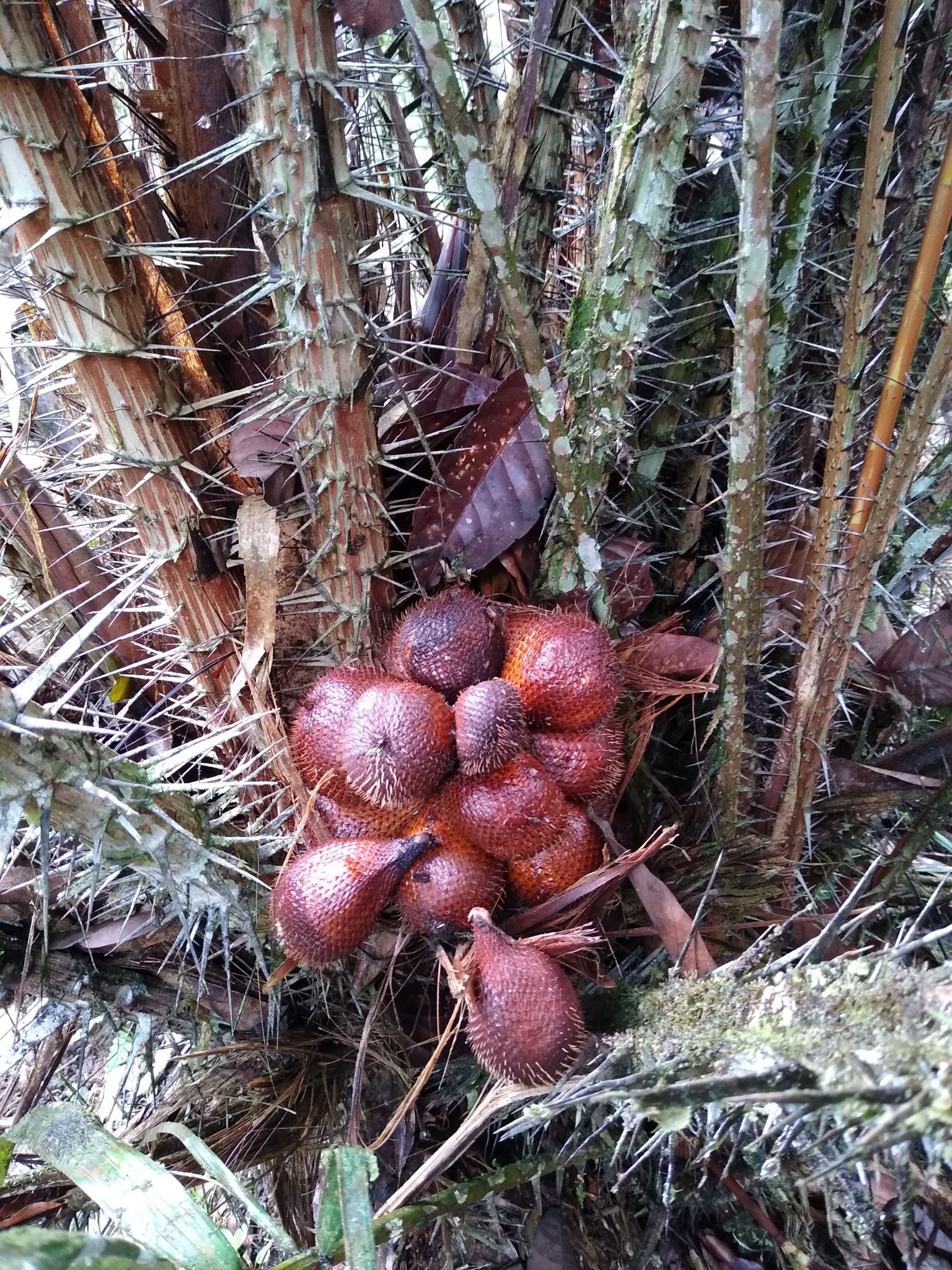 Salacca zalacca