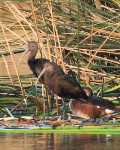White-faced Ibis