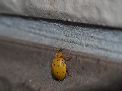 Harmonia sedecimnotata