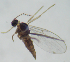 Micromyinae