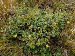 Brachyglottis adamsii