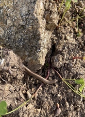 Ablepharus kitaibelii