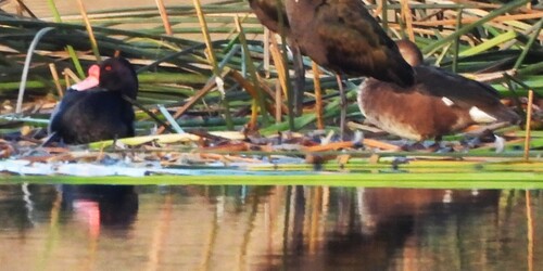 Rosy-billed Pochard