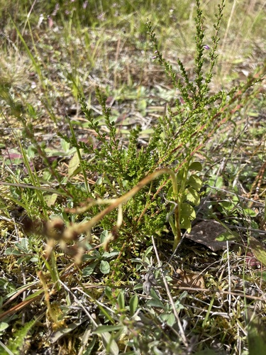 common moonwort