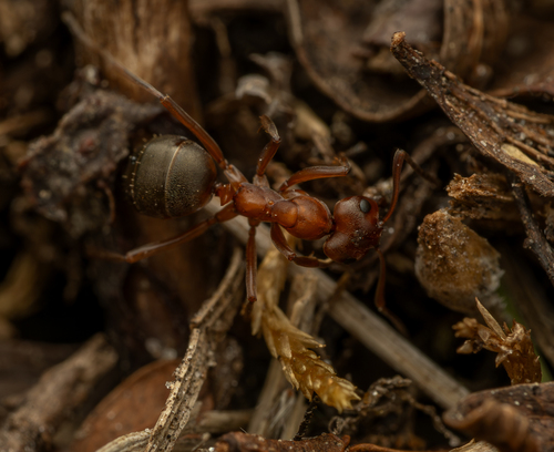 Formica suecicaFormica suecica