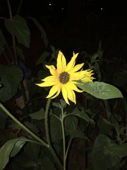 Helianthus annuus