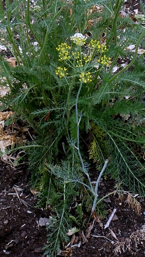 Anethum graveolens, photograph 4