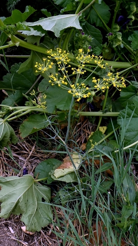 Anethum graveolens, photograph 5