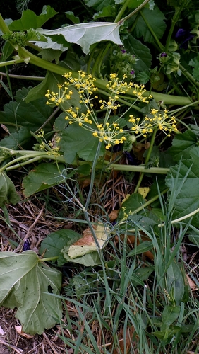 Anethum graveolens, photograph 6