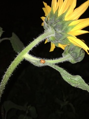 Hippodamia convergens