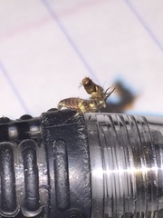 Neuroptera