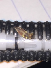 Neuroptera