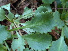 Saxifraga spathularis, photograph (c) Jamie O'Neill, some rights reserved (CC BY)