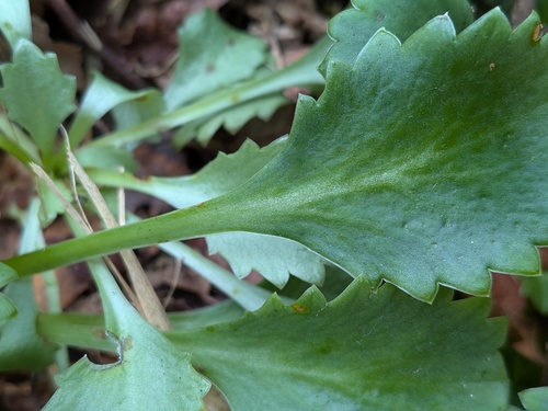 Saxifraga spathularis, photograph 4