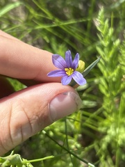 Sisyrinchium montanum, photograph (c) Justin Donahue, some rights reserved (CC BY)