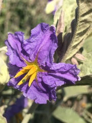 Solanum elaeagnifolium