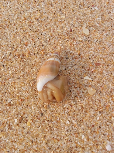 Bullia natalensis observed 2026-07-11