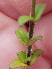 Cerastium semidecandrum